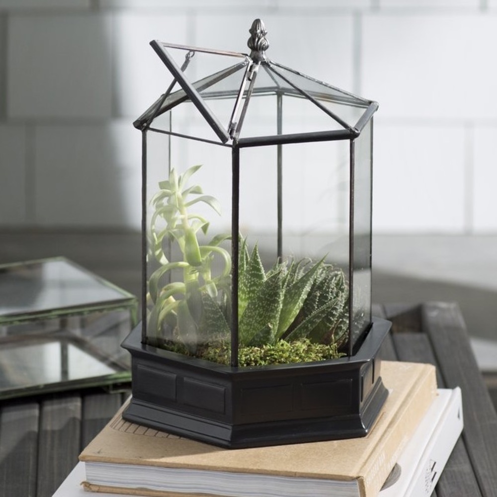 H. Potter Terrarium 🌱